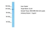 CLUH Antibody in Western Blot (WB)