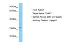 THAP7 Polyclonal Antibody