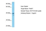 THAP7 Polyclonal Antibody
