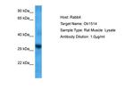 OLR1514 Polyclonal Antibody
