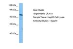DCLRE1A Polyclonal Antibody