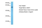 UD2A1 Polyclonal Antibody