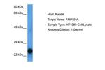 EMC9 Polyclonal Antibody