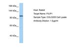 FILIP1 Antibody in Western Blot (WB)