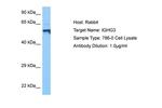IGHG3 Polyclonal Antibody