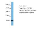 TAFA2 Polyclonal Antibody