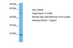 PIFO Polyclonal Antibody