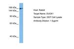 DUOX1 Polyclonal Antibody