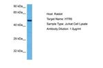 HTR6 Antibody in Western Blot (WB)