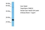 FAM57A Polyclonal Antibody