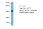 MYPOP Polyclonal Antibody