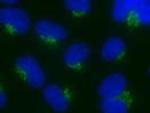 Nucleobindin 1 Polyclonal Antibody