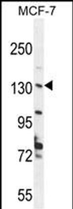 UPF2 Antibody in Western Blot (WB)