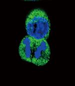 His6-DEP-1 Antibody in Immunocytochemistry (ICC/IF)
