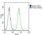 CAD Antibody in Flow Cytometry (Flow)