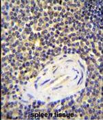 CENTB1 Antibody in Immunohistochemistry (IHC)