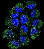 C12orf29 Antibody in Immunocytochemistry (ICC/IF)