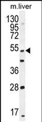Themis Antibody in Western Blot (WB)