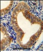 AHCY Antibody in Immunohistochemistry (IHC)