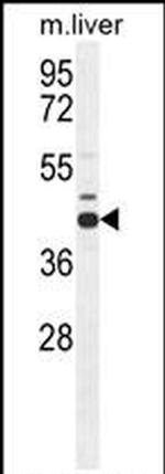 AHCY Antibody in Western Blot (WB)