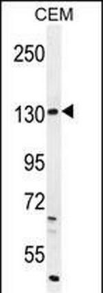 DUOX2 Polyclonal Antibody