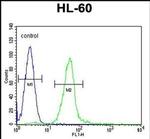 GGH Antibody in Flow Cytometry (Flow)