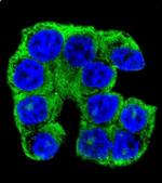 FAM96A Antibody in Immunocytochemistry (ICC/IF)