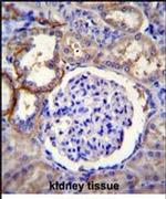 FAM96A Antibody in Immunohistochemistry (IHC)