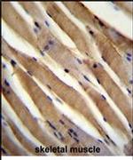 USP50 Antibody in Immunohistochemistry (IHC)