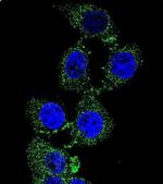 ZGRF1 Antibody in Immunocytochemistry (ICC/IF)