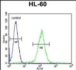 OR10J5 Antibody in Flow Cytometry (Flow)