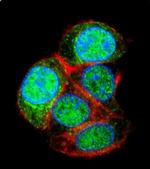 LRTM2 Antibody in Immunocytochemistry (ICC/IF)