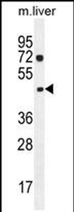 NIPAL1 Antibody in Western Blot (WB)