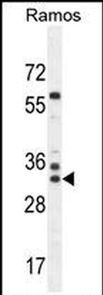 FAM133A Antibody in Western Blot (WB)