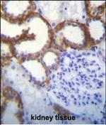 TMEM150B Antibody in Immunohistochemistry (Paraffin) (IHC (P))