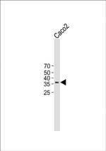 TMEM150B Antibody in Western Blot (WB)