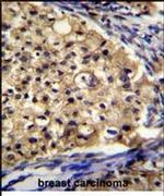 SLC16A13 Antibody in Immunohistochemistry (IHC)