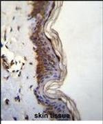 FHAD1 Antibody in Immunohistochemistry (IHC)
