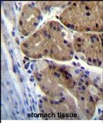 DCDC5 Antibody in Immunohistochemistry (IHC)