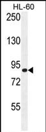 DCDC5 Antibody in Western Blot (WB)