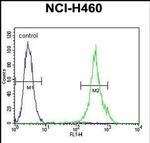 MAML1 Antibody in Flow Cytometry (Flow)