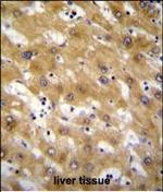 CLEC12B Polyclonal Antibody