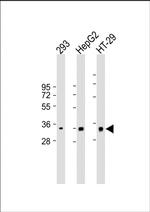 CLEC12B Antibody in Western Blot (WB)