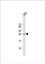 HIDE1 Polyclonal Antibody