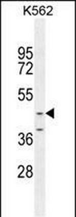 OC90 Polyclonal Antibody