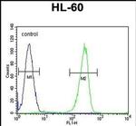 KIAA1586 Antibody in Flow Cytometry (Flow)