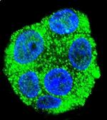 KIAA1586 Antibody in Immunocytochemistry (ICC/IF)