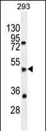 SPDYE5 Polyclonal Antibody