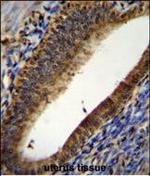 PTMA Antibody in Immunohistochemistry (Paraffin) (IHC (P))