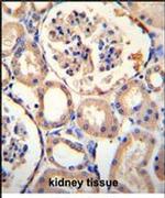 PURA Antibody in Immunohistochemistry (IHC)